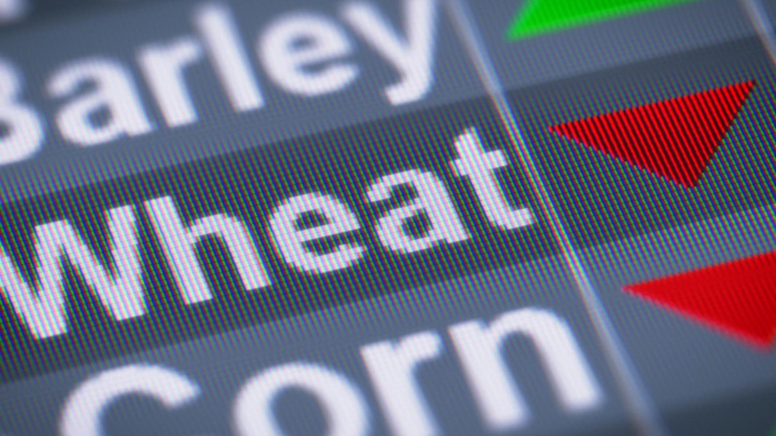 My Interesting Job Grain Trader SL.Man